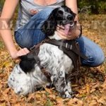 Padded Leather Spaniel Dog Harness UK Bestseller