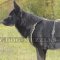 Dog Harness for German Shepherd Royal Look and Comfort