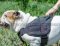 English Bulldog Dog Harness | Comfortable Dog Training Harness