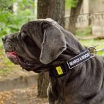 Strong Dog Training Collar for Large Dogs Like Mastiffs