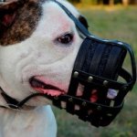 Bestseller!Soft Muzzle for American Bulldog Made of Real Leather