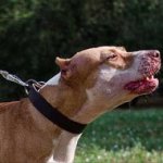 Pit Bull Terrier Collar with Buckle | Leather Dog Collar 1,2 In