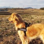 The Best Stop Pulling Dog Harness for Golden Retriever