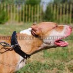 Spiked Dog Collar for Pit Bull Terrier Best Quality!