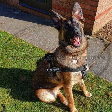 Non Pull Dog Harness UK Bestseller with Front Clip and Ring