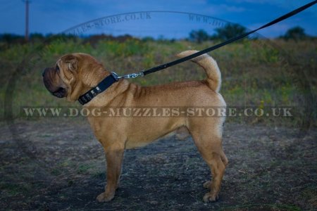"Necklace" Stylish Shar Pei Dog Collar With Silver-Like Studs