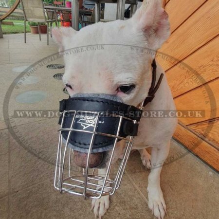Best Collie Dog Muzzle Size and Shape for Drinking