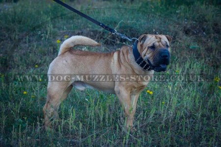 "Heracles" Extra Durable Studded Shar Pei Dog Collar 2.8 In
