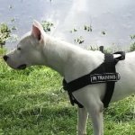 The Best No-Pull Dog Harness for Amstaff, Nylon