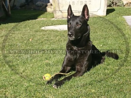 Rubber Dog Ball on Rope for Medium and Large Dogs Training