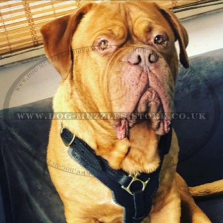 Favorite Large Leather Dog Harness UK Best Seller