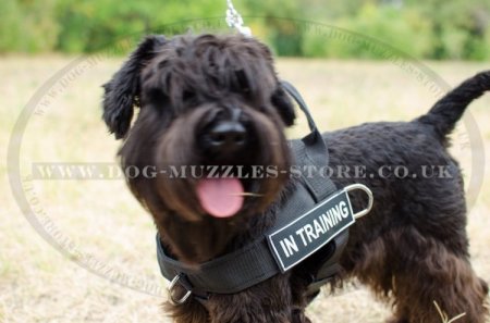 what size collar for miniature schnauzer