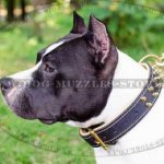 Amstaff Collar Soft Padded Spiked Design | Staffy Collar NEW!