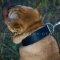 Extra Wide Leather Dog Collar for Shar Pei Size