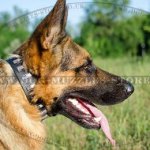 Designer Dog Collars for GSD with Elegant Plates