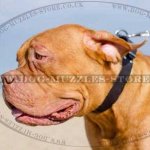 Dog De Bordeaux Collar UK Natural Strong Leather 1.6"