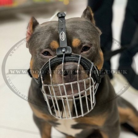 Best Muzzle for French Bulldog | Basket Muzzle for Frenchie