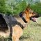 Durable Nylon Dog Harness for German Shepherd Training