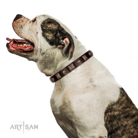 Extravagant Brown Leather Dog Collar With ID Plate FDT Artisan