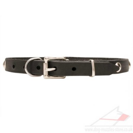 Thin 3/4 Inch Leather Dog Collar with Elegant Rivets