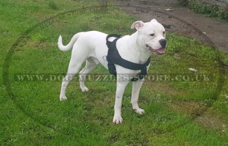 Best American Bulldog Harness to Prevent Pulling on a Leash