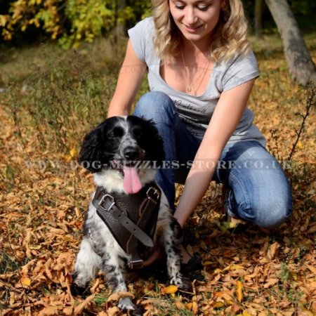 Padded Leather Spaniel Dog Harness UK Bestseller