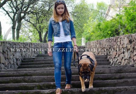 Bullmastiff Dog Harness to Prevent Pulling, Multitasking