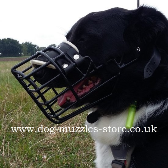 Special Dog Muzzle with Rubber Cover, Border Collie Muzzle Shape