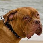 Dogue De Bordeaux Collars with 2 Rows of Spikes, New!