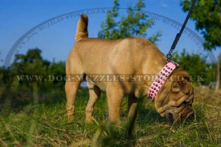 "Perfect Look" Ultramodern Brown Leather Dog Collar For Shar Pei