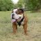 Classic English Bulldog Leather Dog Harness Bestseller