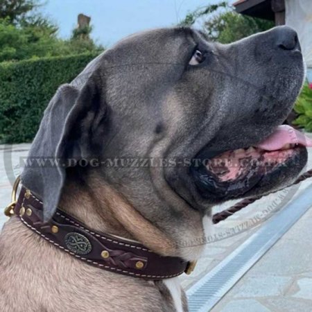 Luxury Leather Dog Collar | Large Dog Collar of Exclusive Design