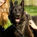 German Shepherd Training and Walking Dog Harness, Painted Design