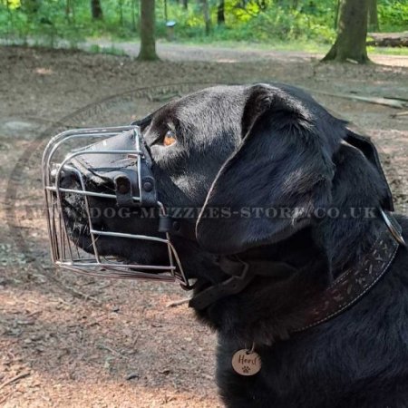Dog Basket Muzzle for Labrador | Dog Wire Muzzle