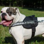 American Bulldog Dog Harness with Reflexive Strap