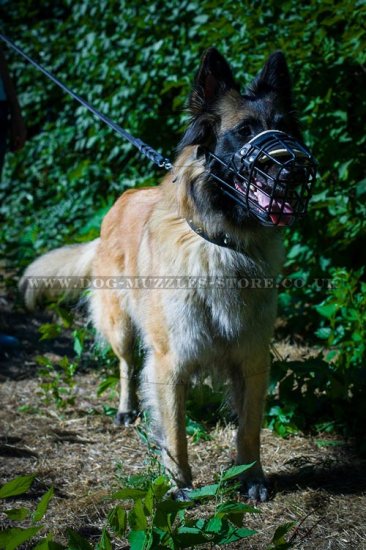 Comfortable Belgian Tervuren Dog Muzzle with Rubber Coating