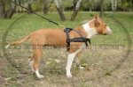Staffy Weight Pulling Harness For Dog Sport And Tracking
