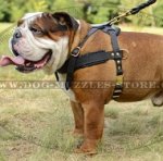 English Bulldog Leather Dog Harness for Daily Use and Pulling