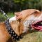 Spiked Dog Collar for Pitbull | Luxury Designer Dog Collar UK