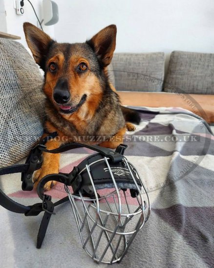 The Best Muzzles for Dogs UK for Small Medium and Big Dogs Sizes