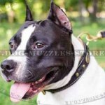 Luxury Dog Collar UK | American Staffordshire Terrier Dog Collar