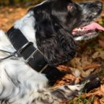 Best Spaniel Dog Collars: Nylon Dog Collar for Springer Spaniel