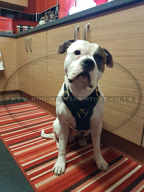 buy padded dog harness for American Bulldog online