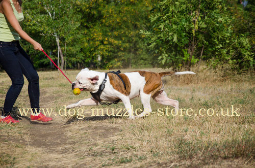 solid rubber dog ball on rope for large dog breeds