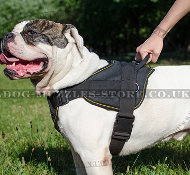 American Bulldog Training Harness | Dog Nylon Harness UK