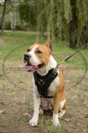 Staffordshire Bull Terrier Walking Harness With Brass Fittings