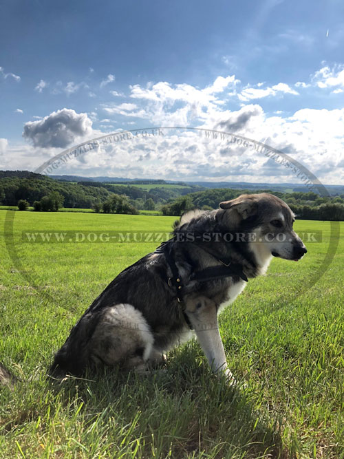 leather dog harness for Australian Shepherd