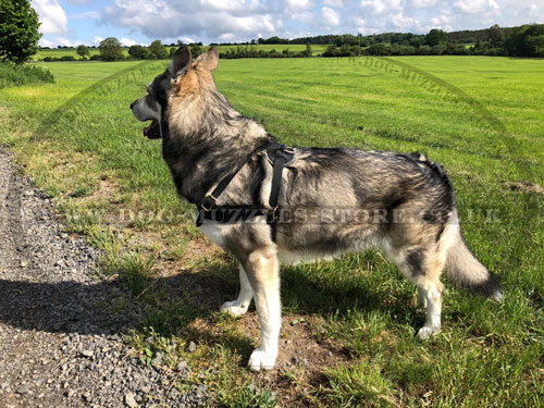 sport dog harness for Australian Shepherd