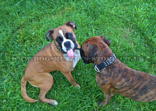 spiked dog collars for Austrian Boxers