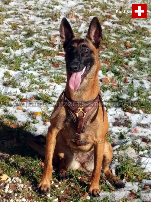 dog walking harness for Belgian Malinois